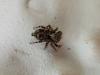 Pseudeuophrys erratica